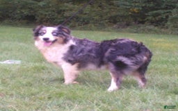 Miniature Australian Shepherd dogs for sale: Hendrik - Image 10
