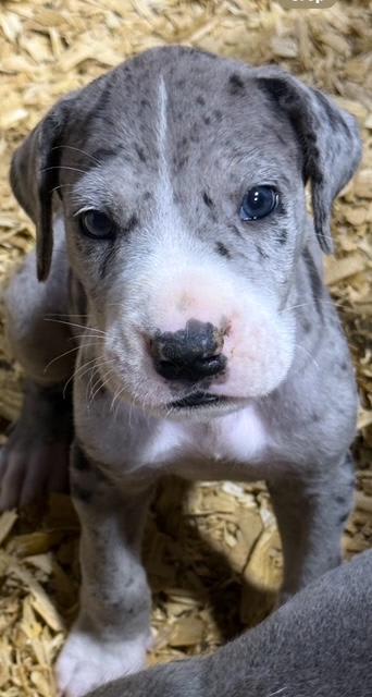 Great Dane dogs for sale: Luke - Mantle Merle - Image 2