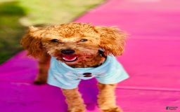 Toy Poodle dogs for sale: Sweetie - Image 3