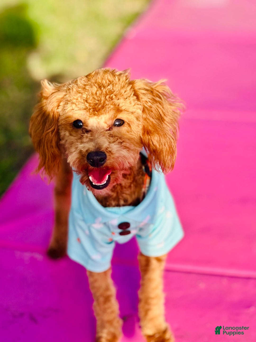 Toy Poodle dogs for sale: Sweetie - Image 3