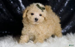 Maltipoo dogs for sale: Cupcake - Image 4