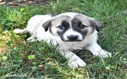 Great Pyrenees dogs for sale: Taffy - Image 3
