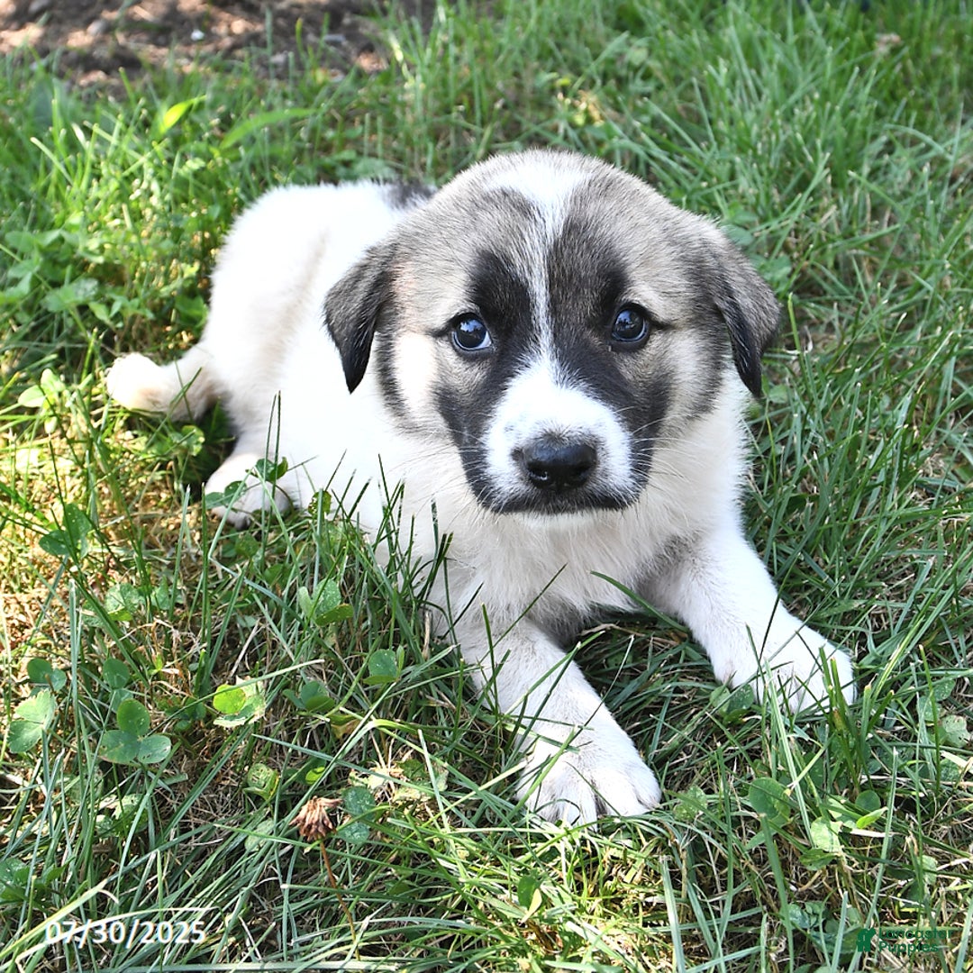 Great Pyrenees dogs for sale: Taffy - Image 3
