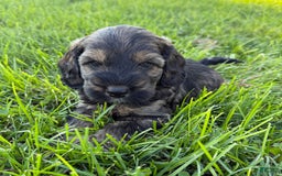 Cockapoo dogs for sale: Bandit - Image 6