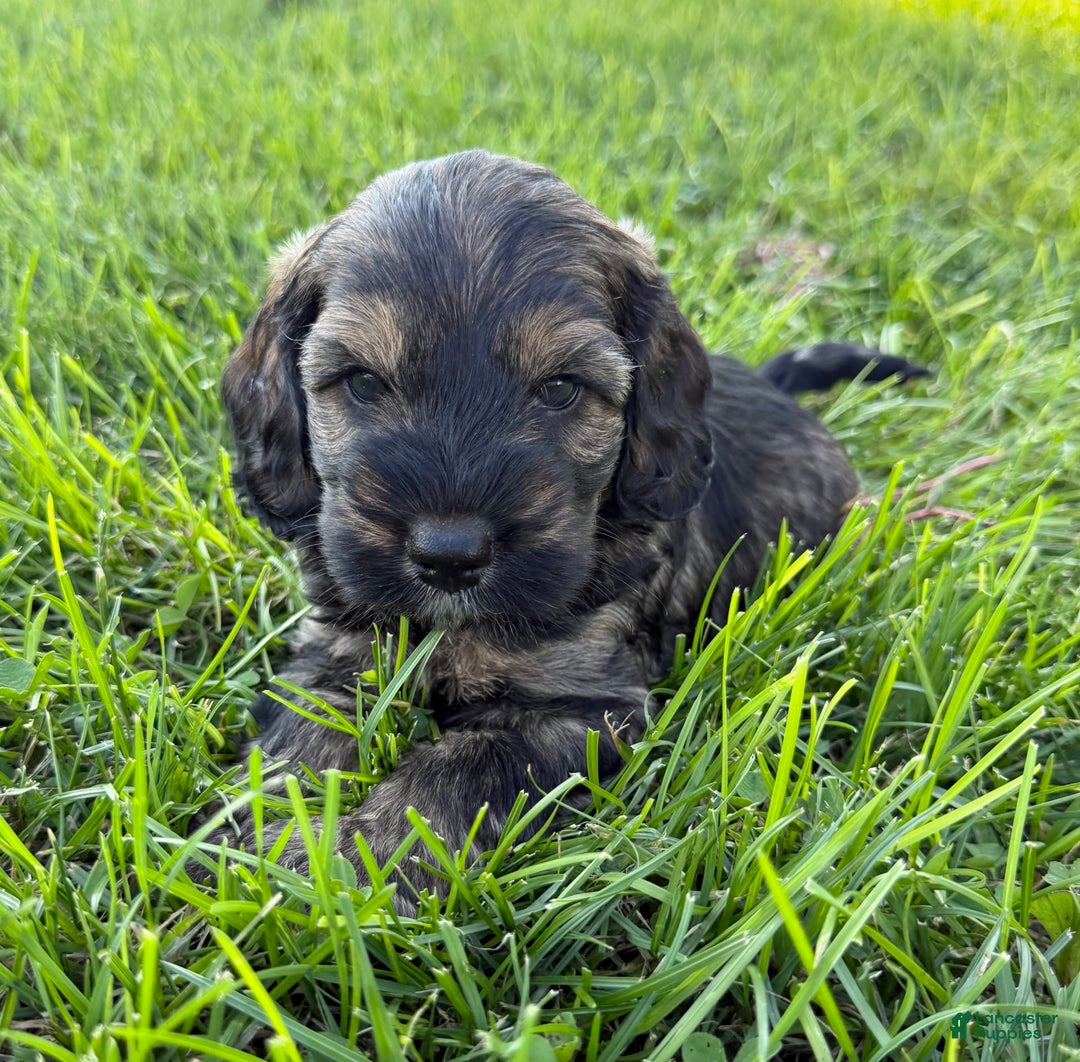 Cockapoo dogs for sale: Bandit - Image 6