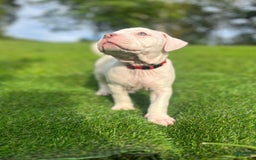 American Bully dogs for sale: Clavi - Image 3
