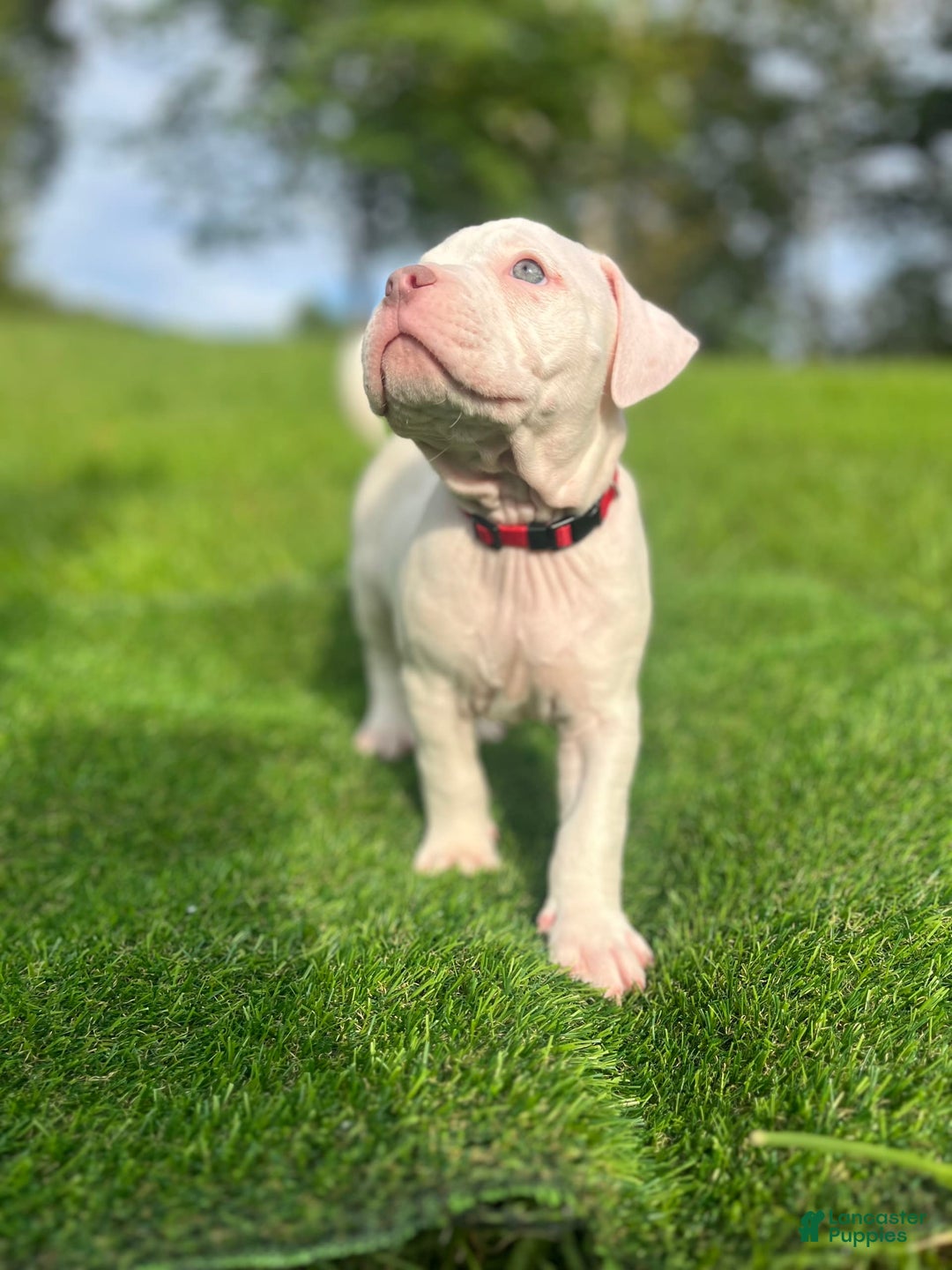 American Bully dogs for sale: Clavi - Image 3