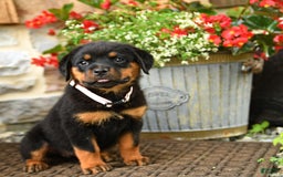 Rottweiler dogs for sale: Rose - Image 2