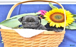 Pug dogs for sale: Jasmine - Image 1