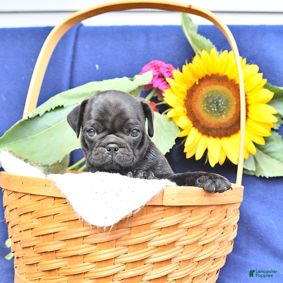 Pug dogs for sale: Jasmine - Image 1
