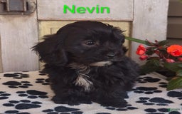 Shih Tzu dogs for sale: Nevin - Image 5