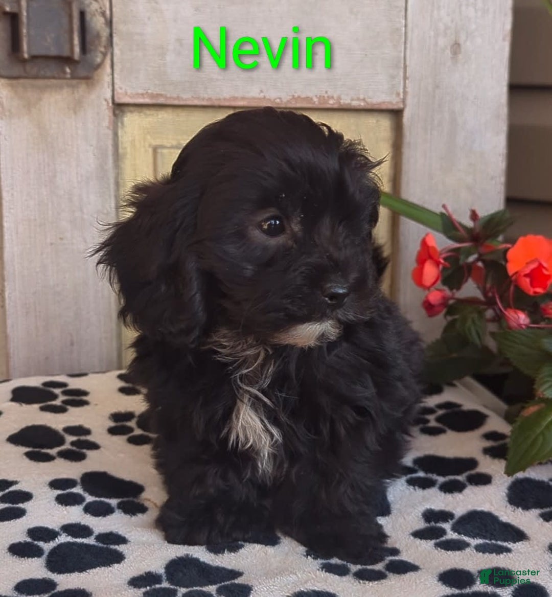 Shih Tzu dogs for sale: Nevin - Image 5