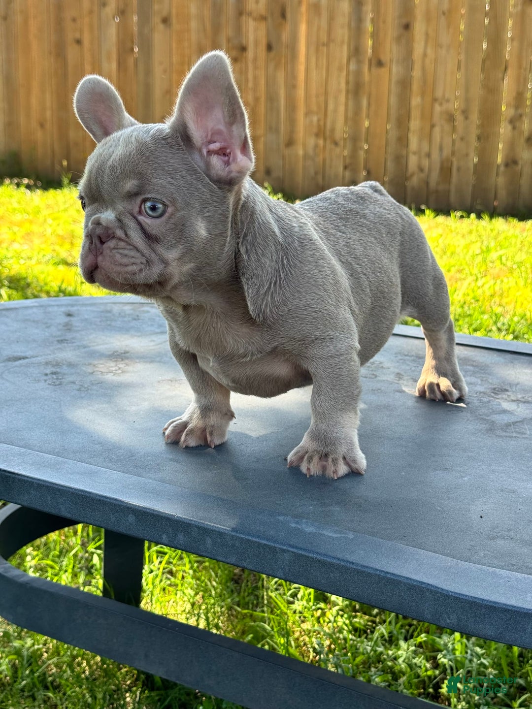 French Bulldog dogs for sale: Milo - Image 5