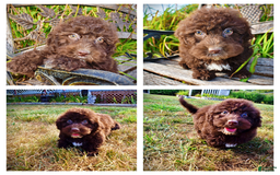 Havapoo dogs for sale: Jesse - Image 1