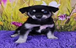 Goberian dogs for sale: Gemma - Image 2