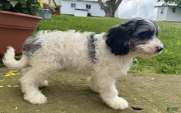 Cavapoo dogs for sale: Frankie - Image 3