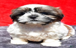 Shih Tzu dogs for sale: Isabella - Image 2
