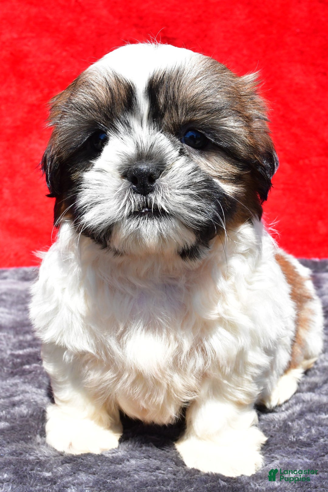 Shih Tzu dogs for sale: Isabella - Image 2