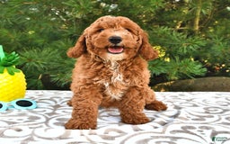 Mini Goldendoodle dogs for sale: Dakota - Image 11