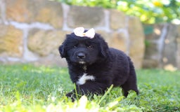 Newfoundland dogs for sale: Luna - Image 2