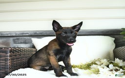 Belgian Malinois dogs for sale: Avalon - Image 5