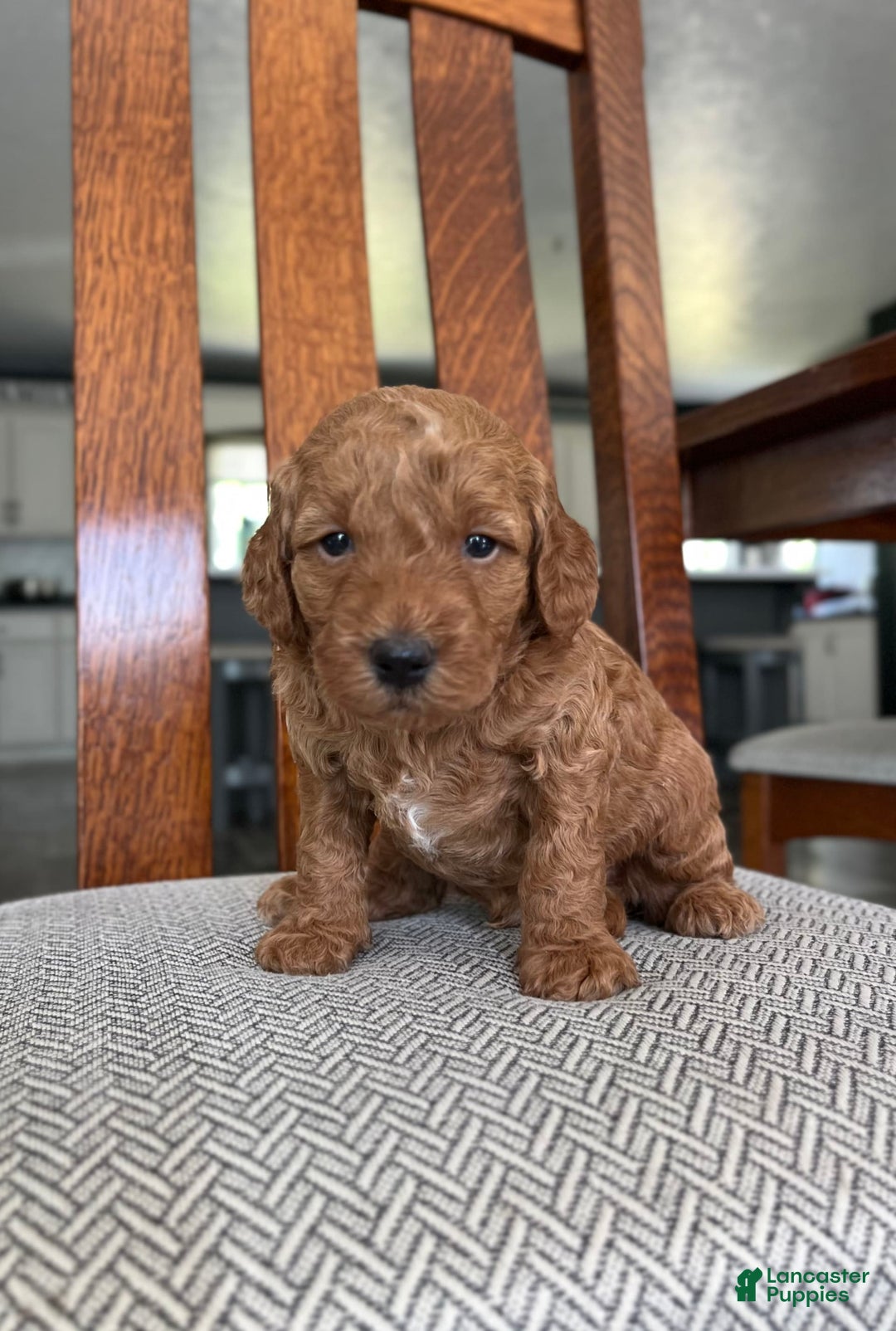 Mini Goldendoodle dogs for sale: Leroy - Image 2
