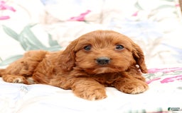 Cavapoo dogs for sale: Cavapoo 5 puppies - Image 24