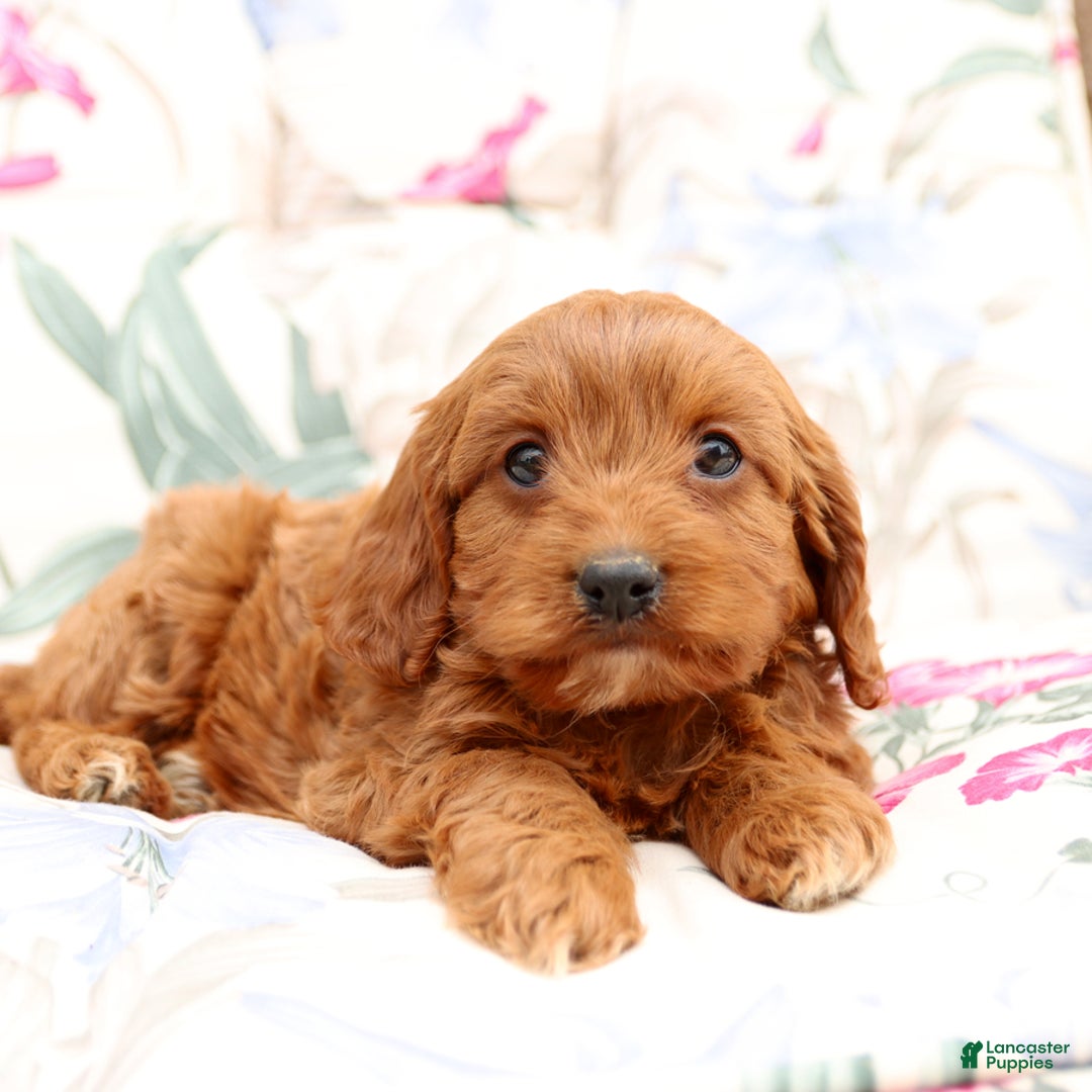 Cavapoo dogs for sale: Cavapoo 5 puppies - Image 24