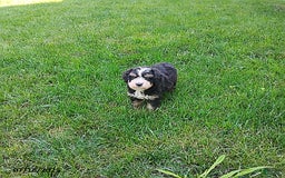 Mini Bernedoodle dogs for sale: Trevor - Image 3