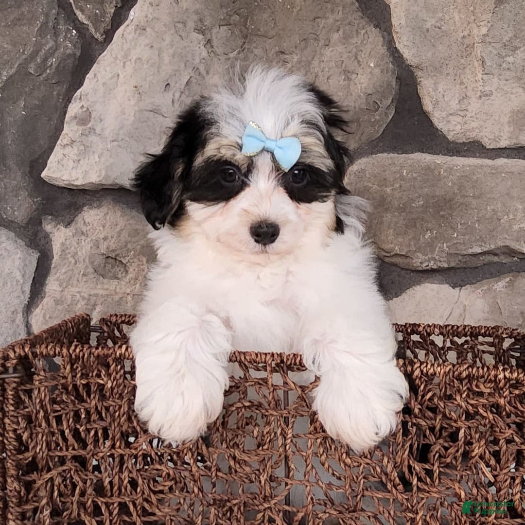 Havanese dogs for sale: Danny - Image 10