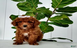 Miniature Poodle dogs for sale: Tilly - Image 1