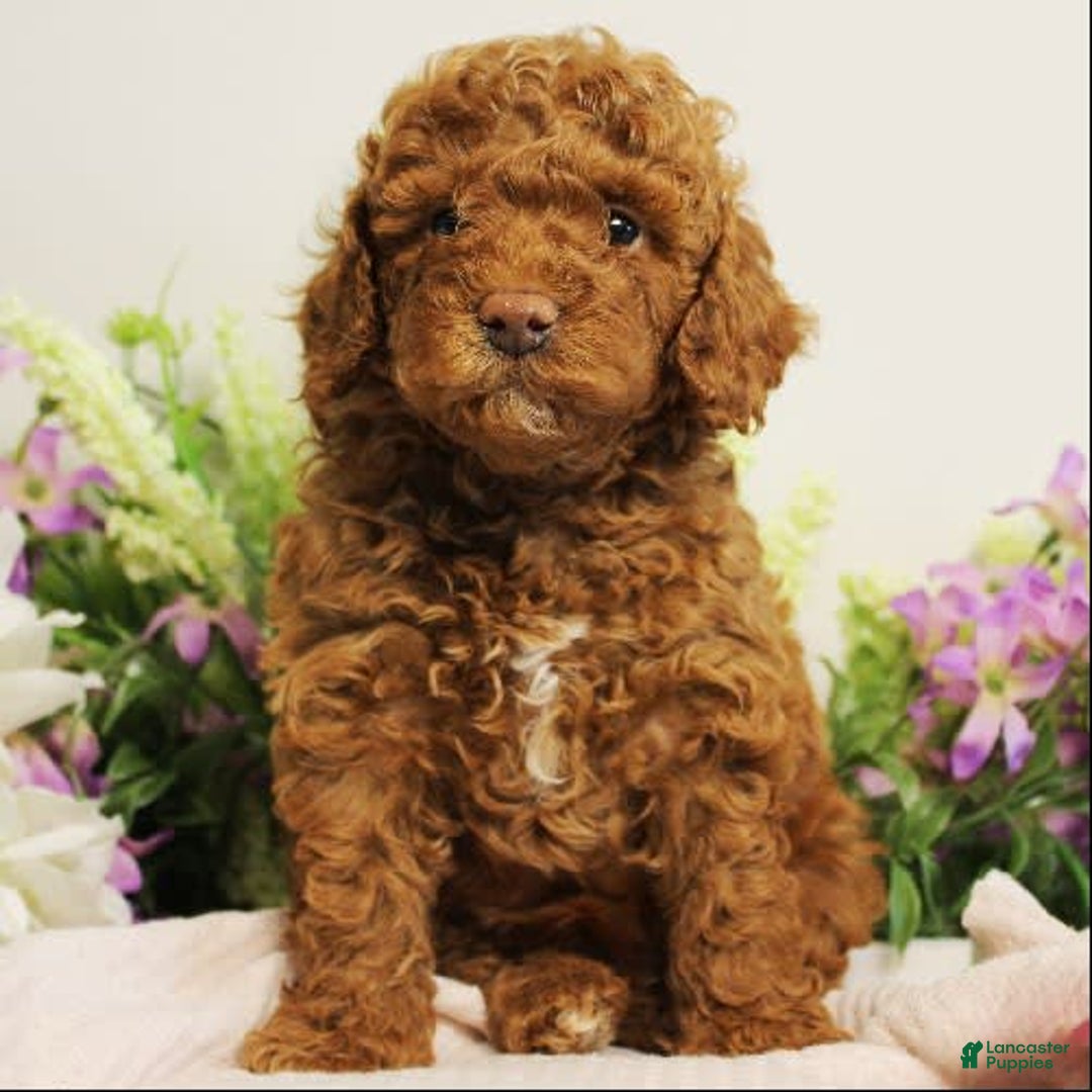 Toy Poodle dogs for sale: Wondercloud - Image 1