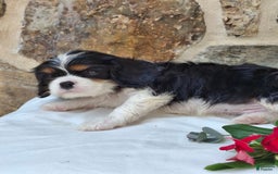 Cavalier King Charles Spaniel dogs for sale: Snickers - Image 4