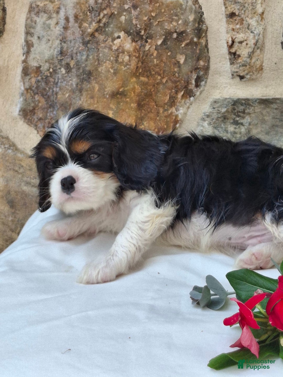 Cavalier King Charles Spaniel dogs for sale: Snickers - Image 4