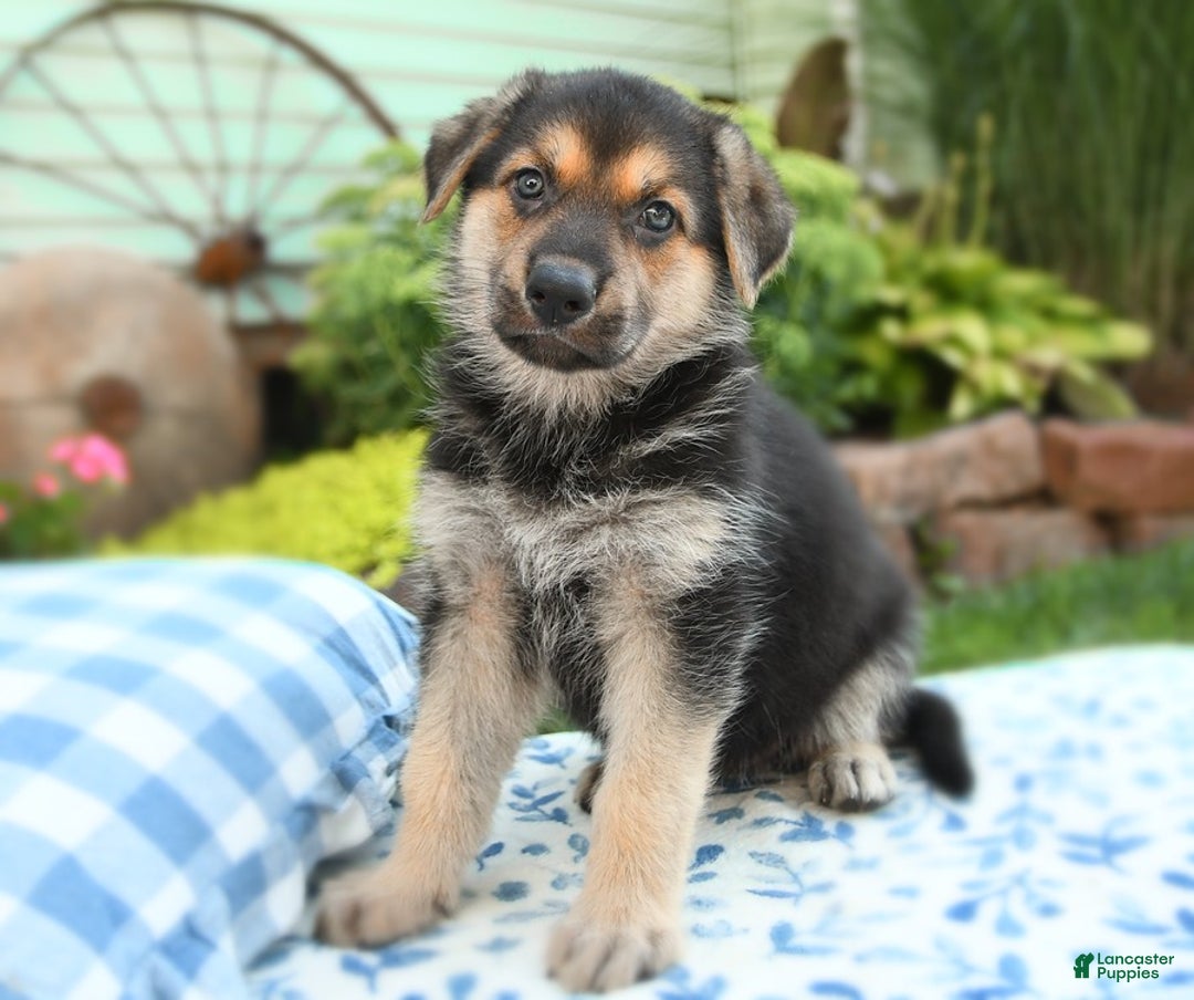 German Shepherd dogs for sale: Cypress - Image 2