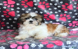 Shih Tzu dogs for sale: Izzy - Image 9