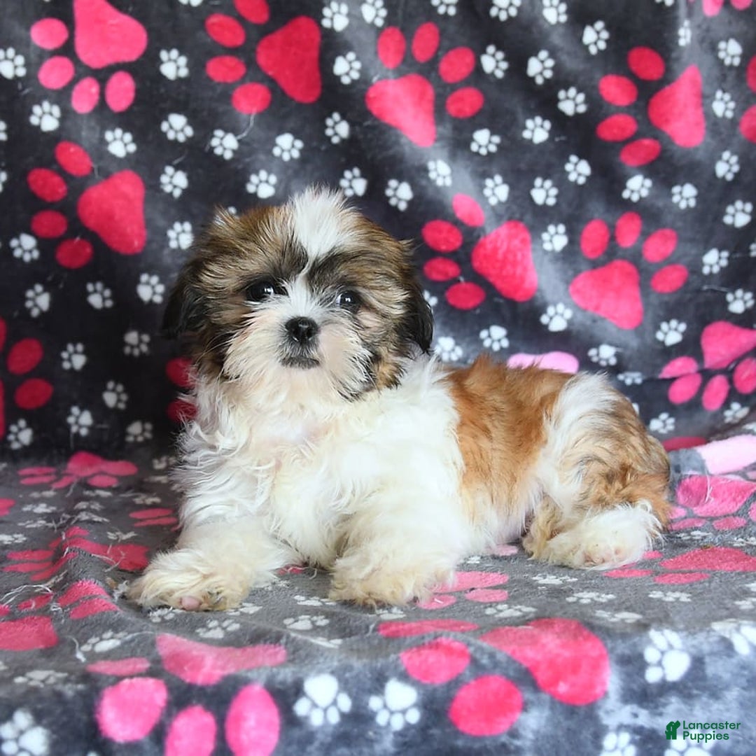 Shih Tzu dogs for sale: Izzy - Image 9