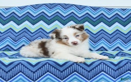Miniature Australian Shepherd dogs for sale: Miniature Australian Shepherd 5 puppies - Image 1