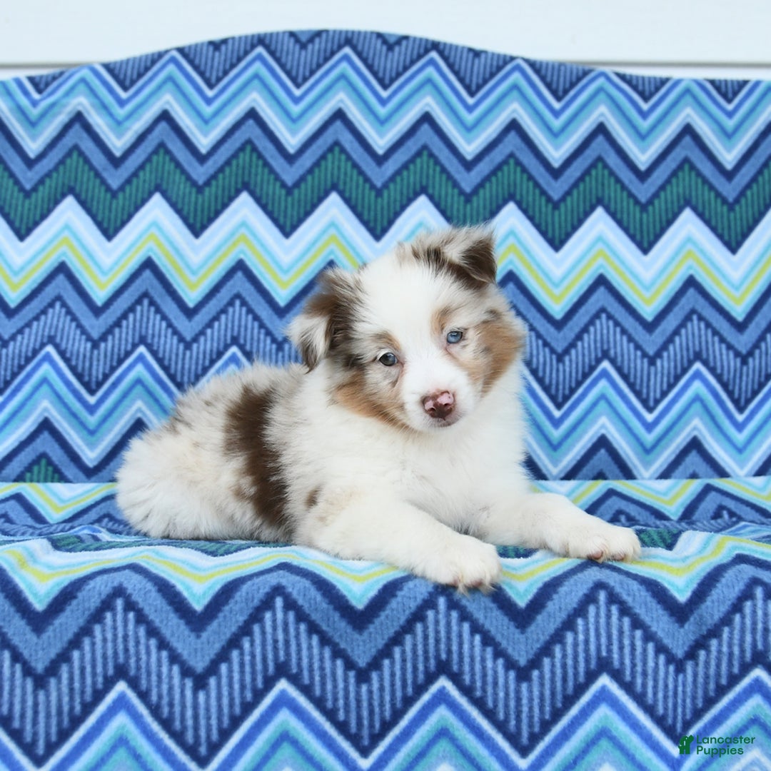 Miniature Australian Shepherd dogs for sale: Miniature Australian Shepherd 5 puppies - Image 1