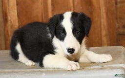 Border Collie dogs for sale: Luke - Image 6