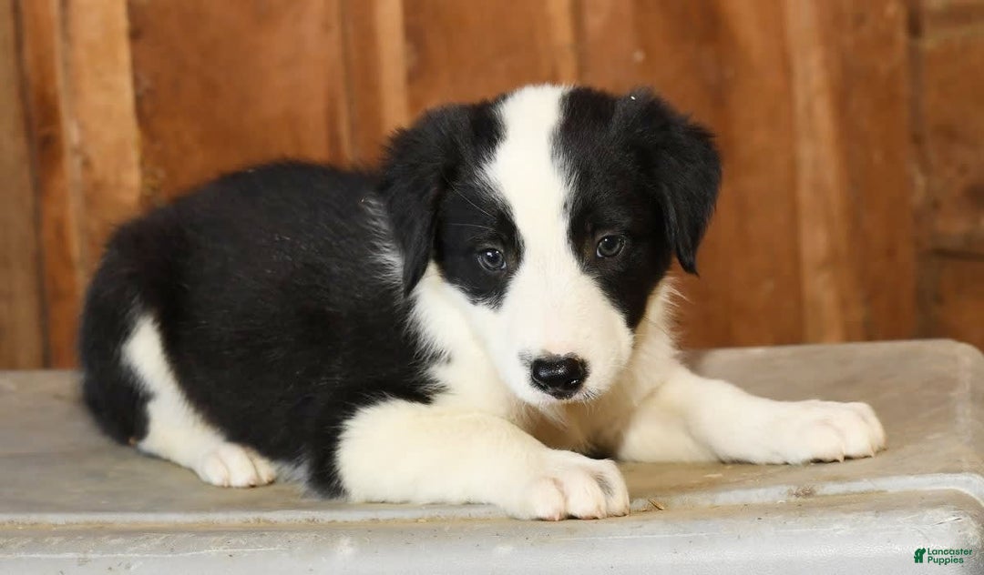 Border Collie dogs for sale: Luke - Image 6