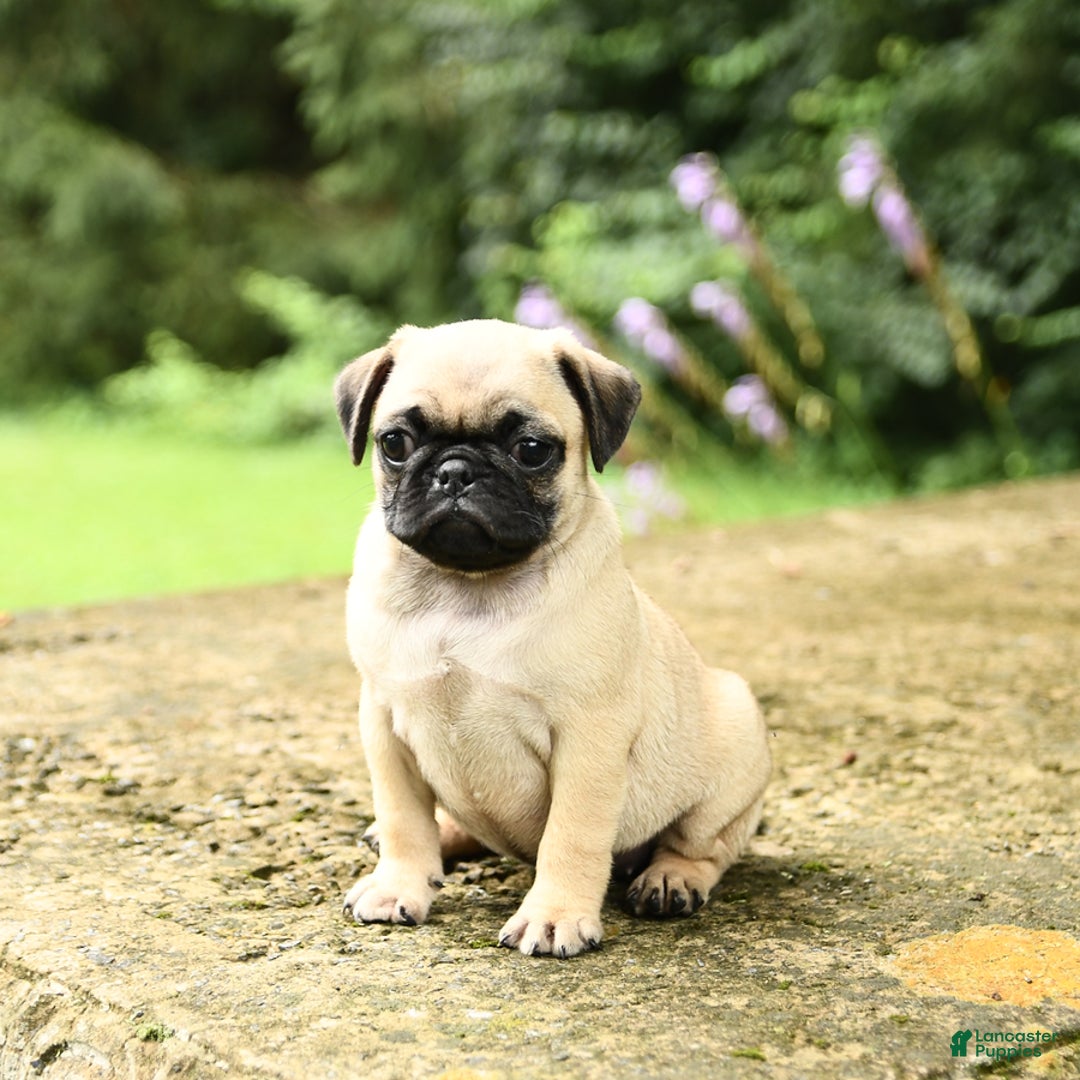 Pug dogs for sale: Sophie - Image 4
