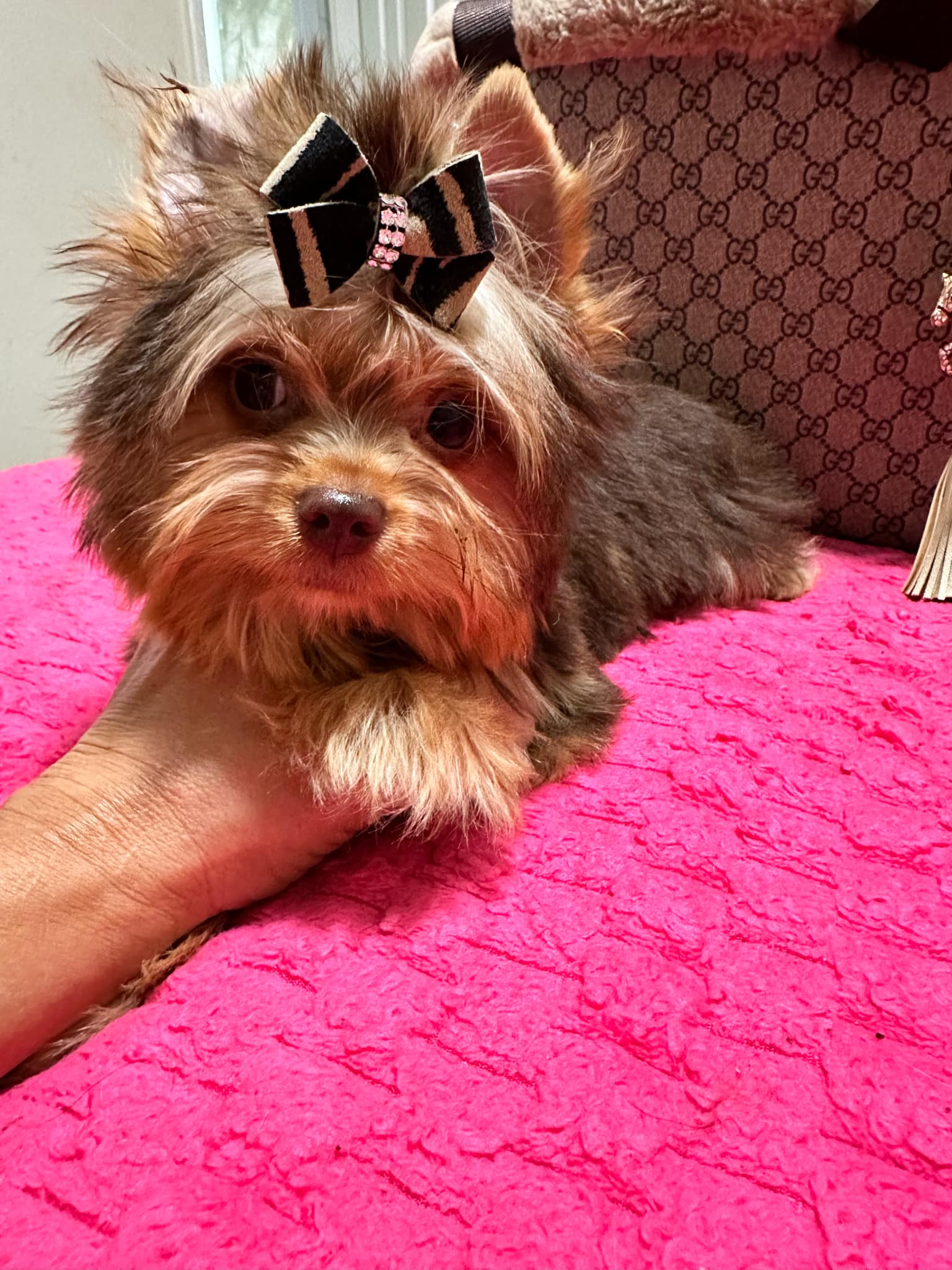 Yorkshire Terrier dogs for sale: Yorkshire Terrier 5 puppies - Image 27
