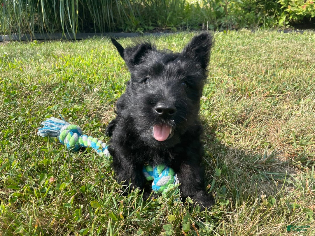 Scottish Terrier dogs for sale: Boris - Image 9