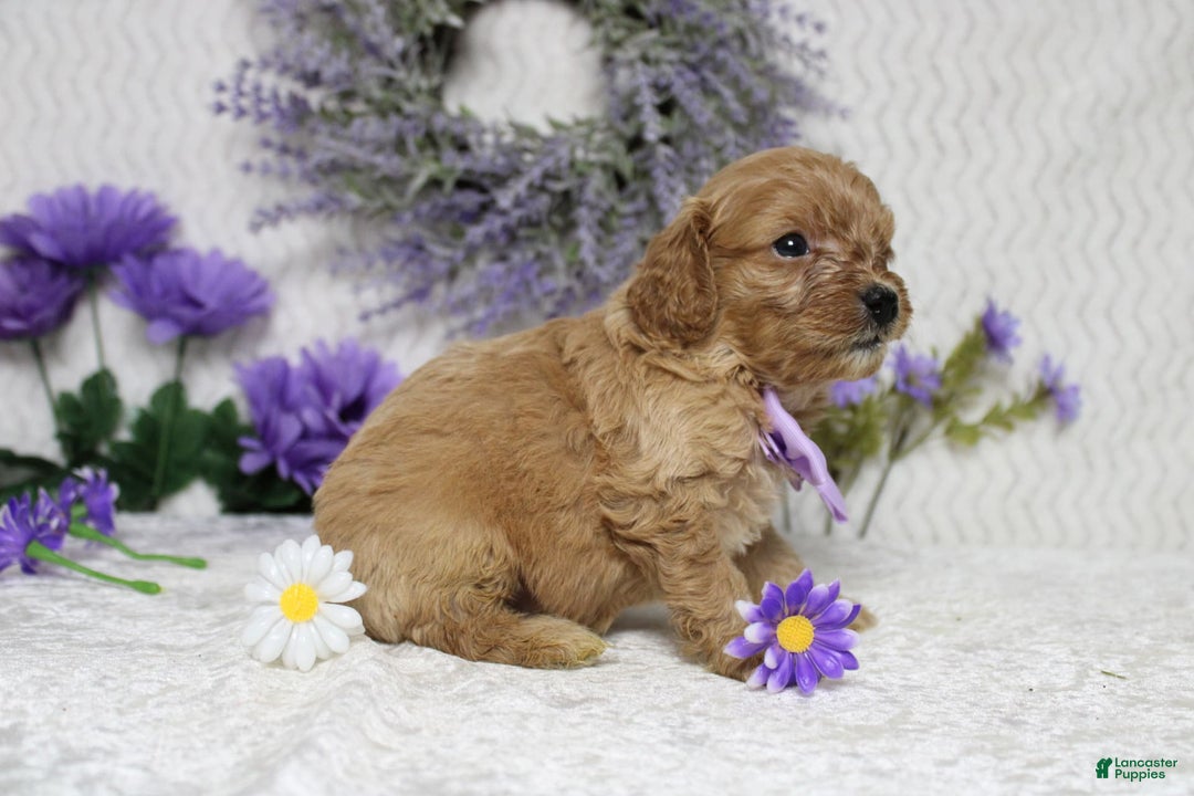 Cavapoo dogs for sale: Phoenix - Image 63