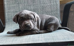 Labrador Retriever dogs for sale: Ken - Image 4