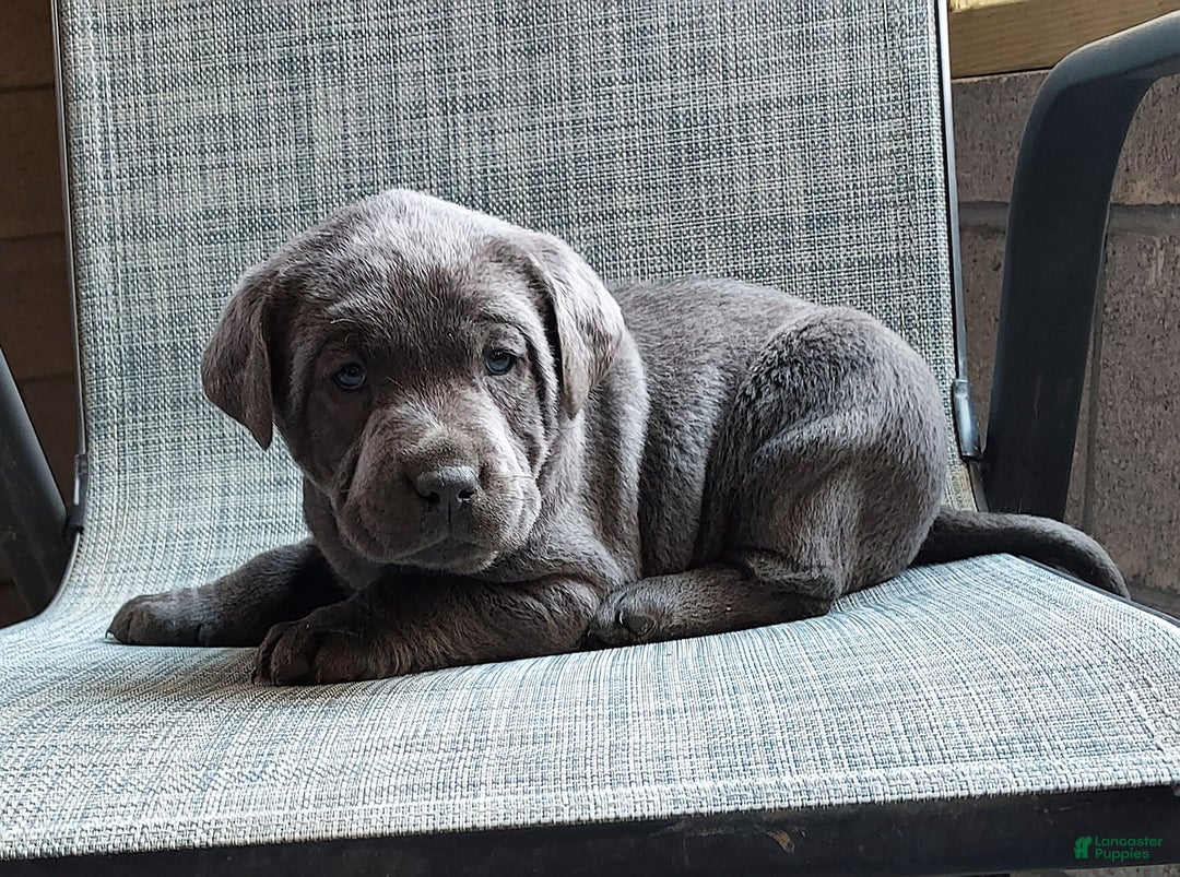 Labrador Retriever dogs for sale: Ken - Image 4