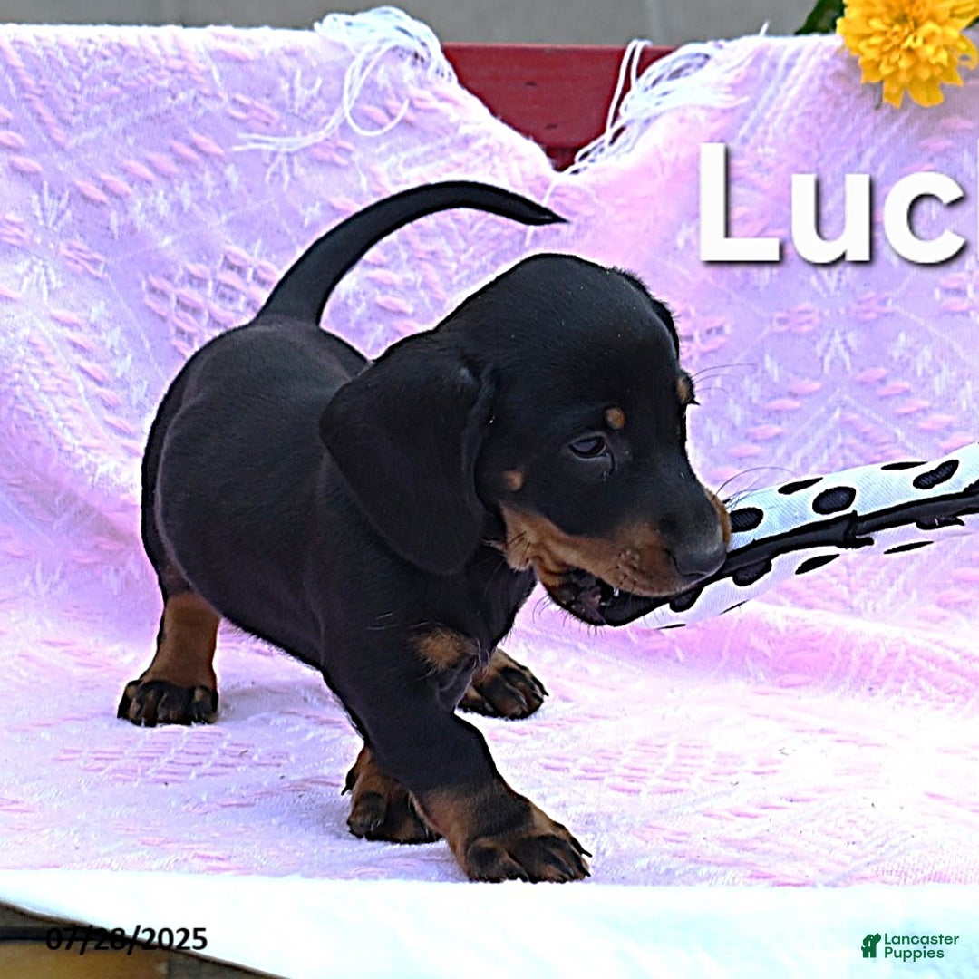 Miniature Dachshund dogs for sale: Lucky - Image 2