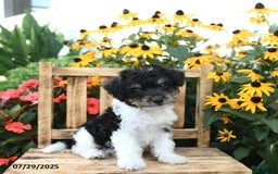 Rat Terrier dogs for sale: Bella - Image 3