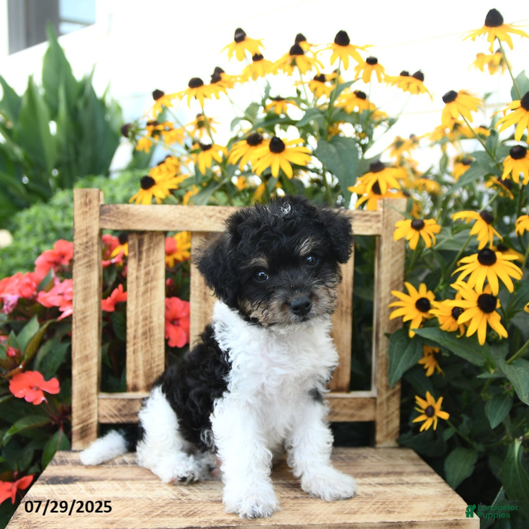 Rat Terrier dogs for sale: Bella - Image 3